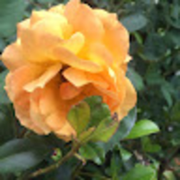 rosalind_garden